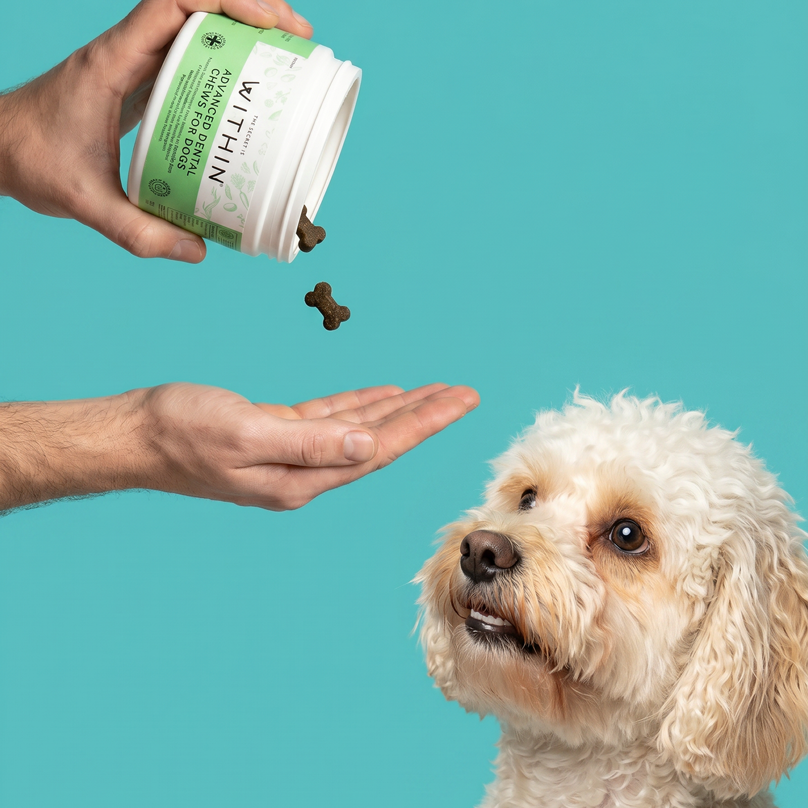 Does Your Dog's Dental Health Get the Attention It Deserves?