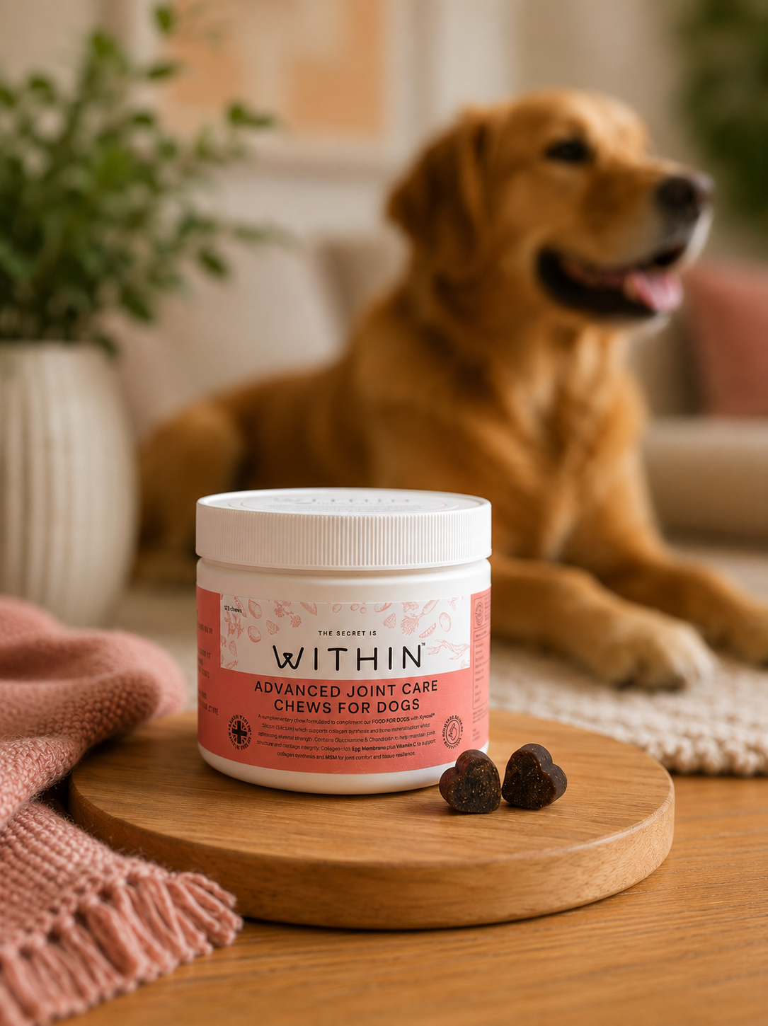Golden Retriever relaxing behind the WITHIN Advanced Joint Care supplement with heart-shaped chews in a home lifestyle image.