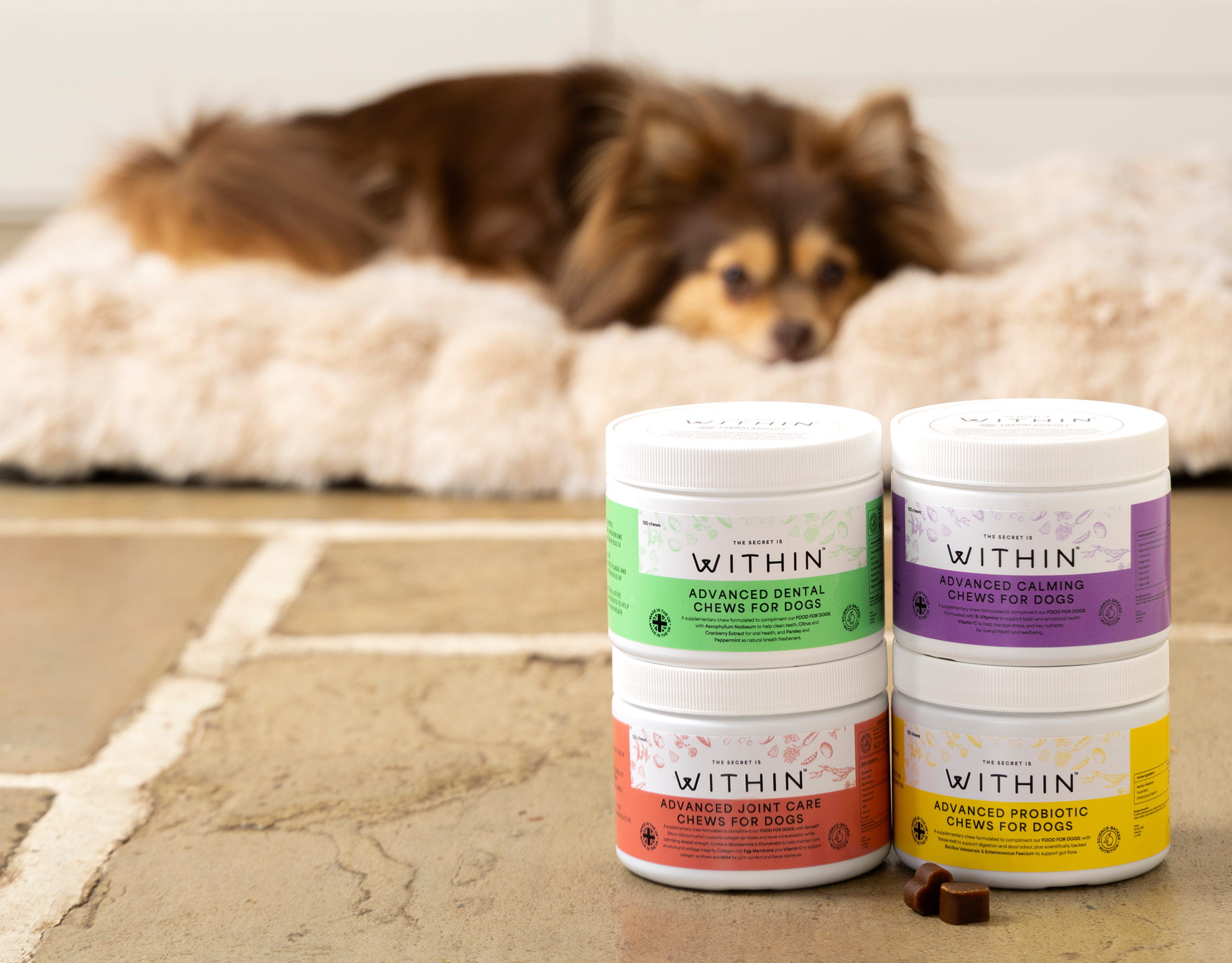 Small dog relaxing on a dog bed behind the complete WITHIN supplements range in a home lifestyle image.