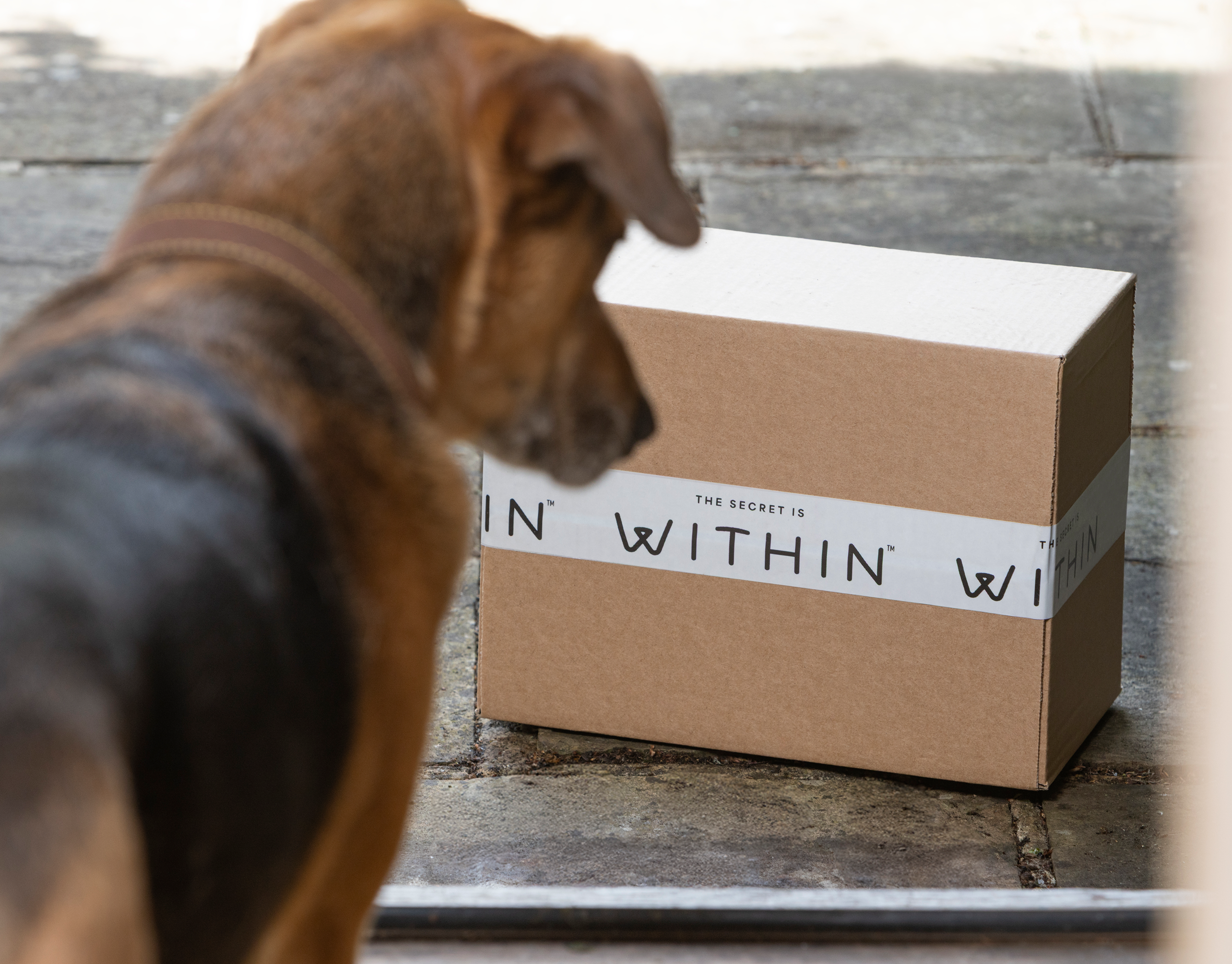 Dog looking at a WITHIN dog food delivery box on a doorstep in a home lifestyle image.