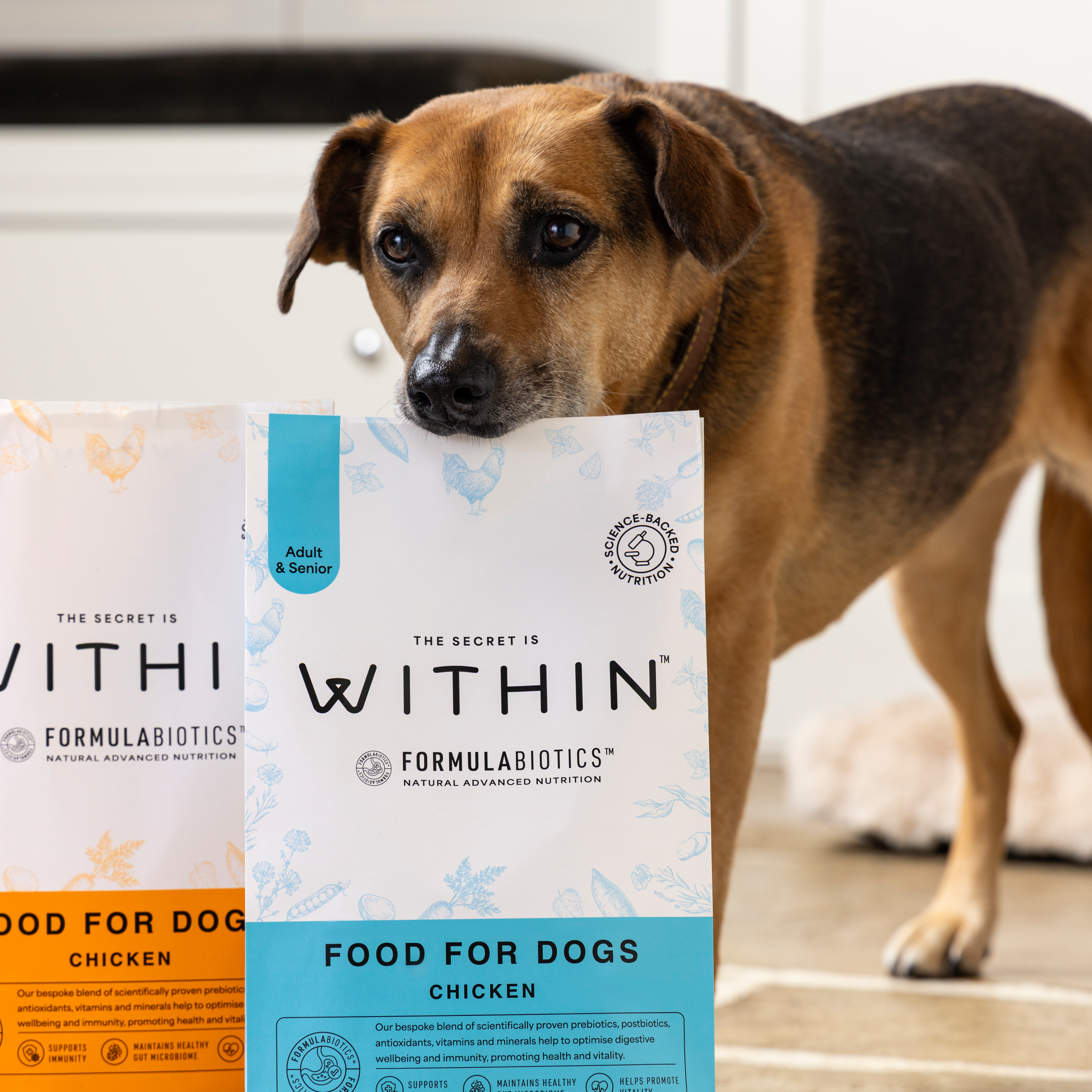 Brown dog sniffing WITHIN Chicken Adult & Senior dog food in a modern home lifestyle image.