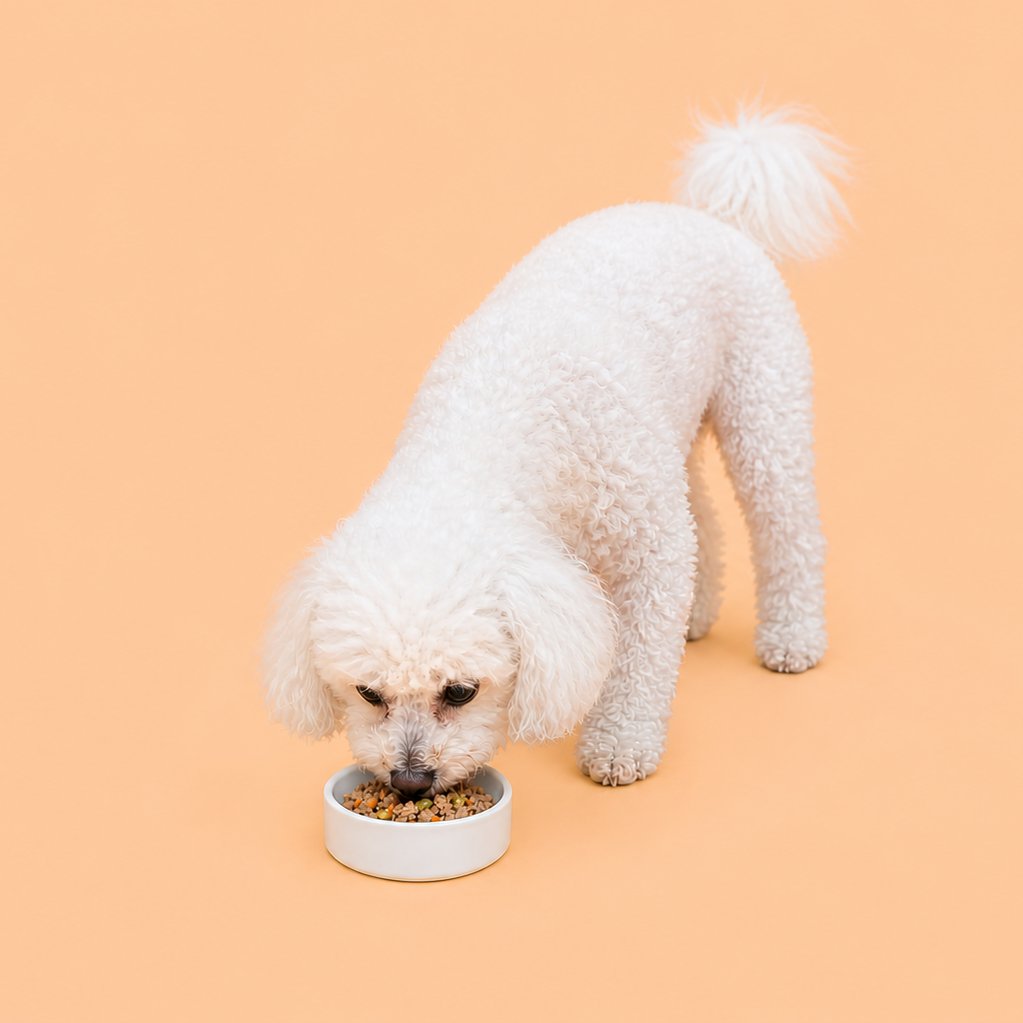 Grain Free Chicken & Salmon Variety Wet Food | 16 x 90g